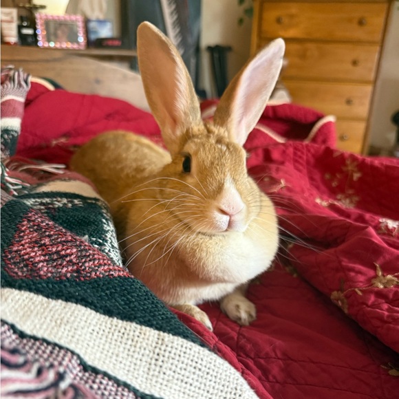 FLYER - LIVE SHARE SHOW - MEET MISS HONEY CINABUNNY - Picture 5 of 17